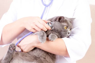 veteriner kliniğinde muayene yaparken bir kedi dinleme