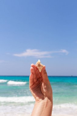 pavurya yandan Lipe Adası Tayland at