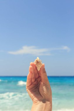 pavurya yandan Lipe Adası Tayland at