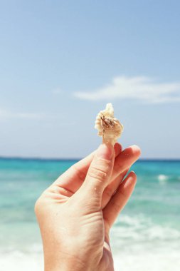 pavurya yandan Lipe Adası Tayland at