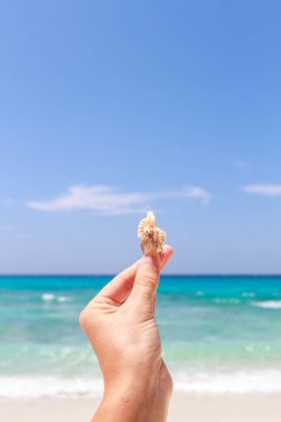 pavurya yandan Lipe Adası Tayland at