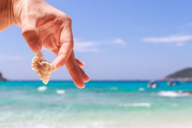 pavurya yandan Lipe Adası Tayland at