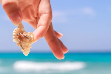 pavurya yandan Lipe Adası Tayland at