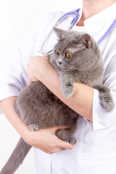 Lekarz weterynarii gospodarstwa. kota w klinice — Zdjęcie stockowe