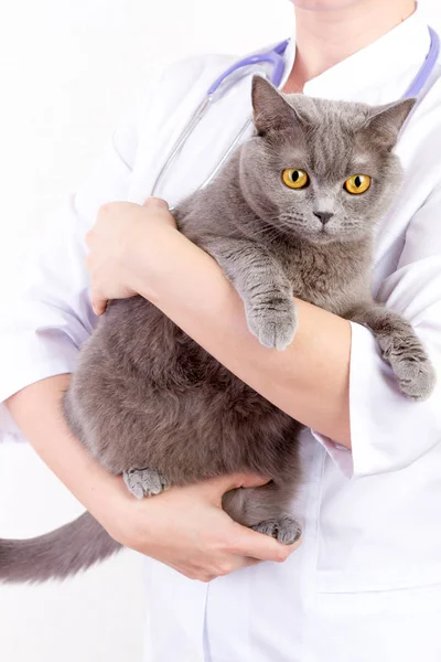 兽医诊所持有一只猫 — 图库照片