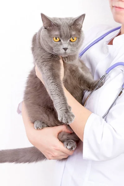 Veterinarian holding a cat at clinic — Stock Photo, Image