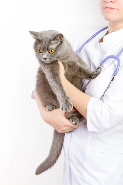 Veterinario sosteniendo un gato en la clínica — Foto de Stock