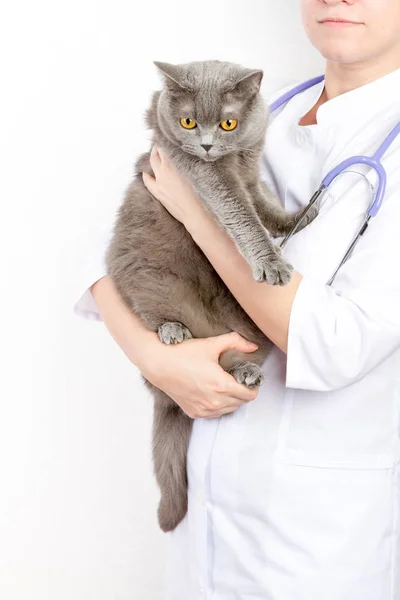 Veterinarian holding a cat at clinic — Stock Photo, Image