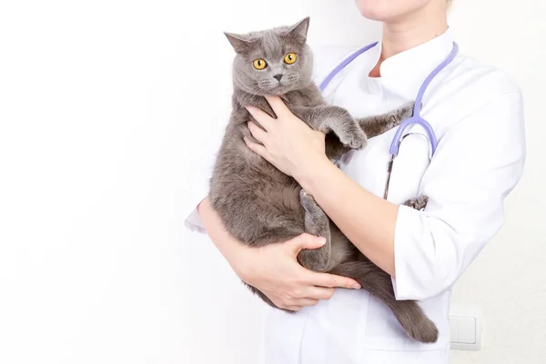 Κτηνίατρος, κρατώντας μια γάτα στην κλινική — Φωτογραφία Αρχείου
