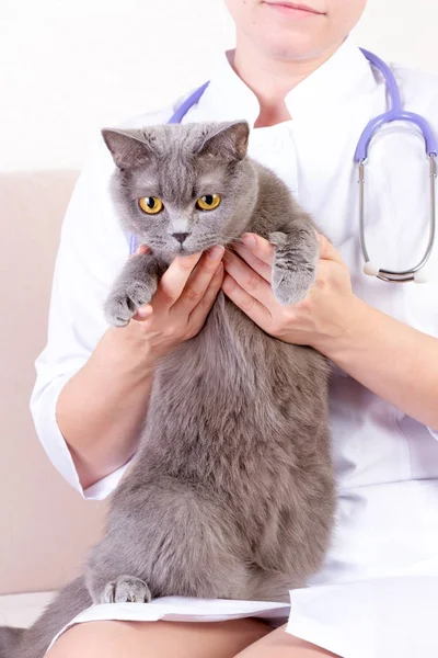 Veterinário segurando um gato na clínica — Fotografia de Stock