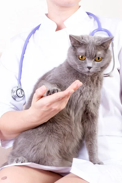 Veteriner Kliniği'nde bir kedi holding