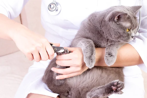 兽医把猫爪子，白色背景 — 图库照片