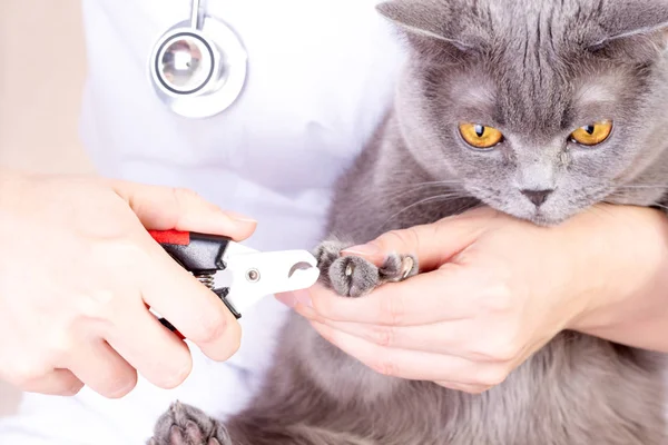 The vet cut the cats claws, white background — Stock Photo, Image