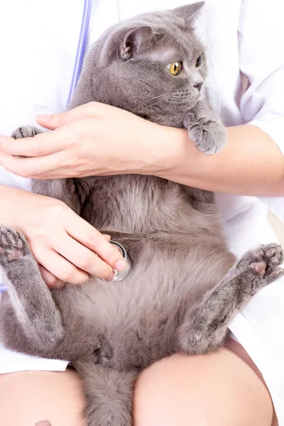 Dierenarts een kat luisteren terwijl het doen van checkup bij kliniek — Stockfoto