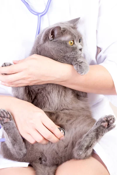 Veterinário ouvindo um gato enquanto faz check-up na clínica — Fotografia de Stock