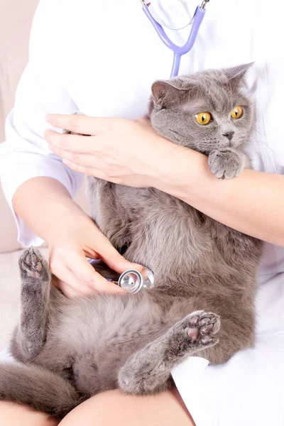 Veterinário ouvindo um gato enquanto faz check-up na clínica — Fotografia de Stock