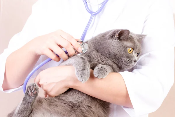 Veterinario escuchando a un gato mientras hace chequeo en la clínica — Foto de Stock