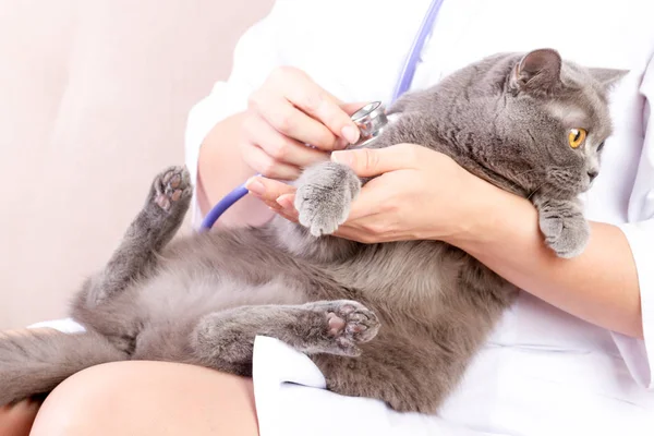 Tierarzt hört einer Katze bei Vorsorgeuntersuchungen in Klinik zu — Stockfoto