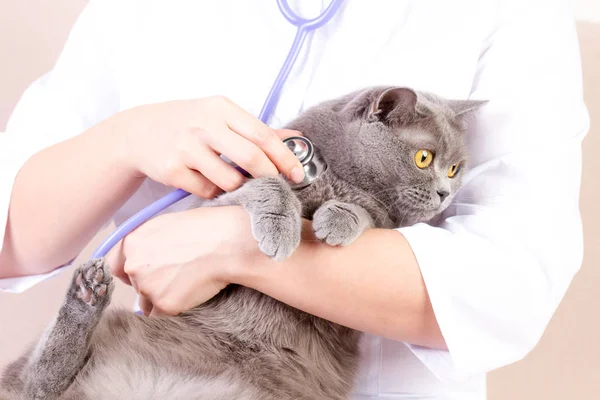 Tierarzt hört einer Katze bei Vorsorgeuntersuchungen in Klinik zu — Stockfoto