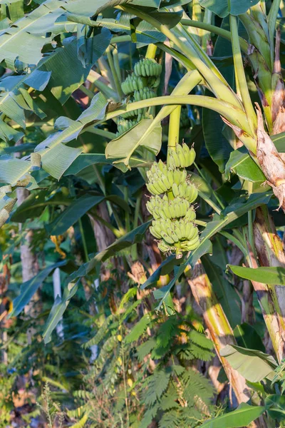 バナナの木成長する熟した黄色バナナの束とプランテーション熱帯雨林の背景、フンシャル、マデイラ — ストック写真
