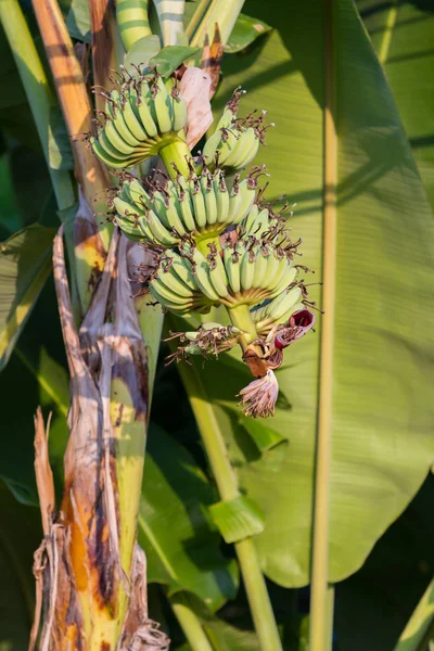 Bananenboom met bos van het kweken van rijpe gele bananen, plantage regenwoud achtergrond, Funchal, Madeira — Stockfoto