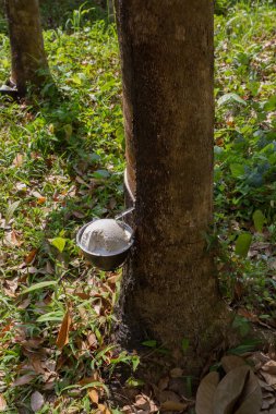 Doğal kauçuk kaynağı olarak kauçuk ağacından (Hevea Brasiliensis) elde edilen sütlü lateks