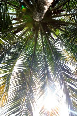 Palmiye ağaçları - palm view alt. Görünüm.