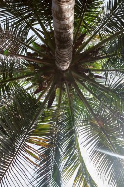 Palmiye ağaçları - palm view alt. Görünüm.