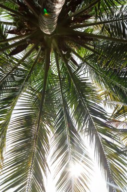 Palmiye ağaçları - palm view alt. Görünüm.