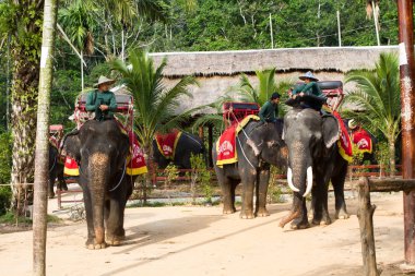 Ayutthaya, Tayland - 6 Mart: Turist bir fil tur antik kentin 6 Şubat 2017 yılında Ayutthaya binmek.