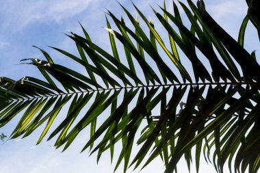 Palmiye ağacının yeşil yaprağı
