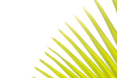 Palmiye ağacının yeşil yaprağı