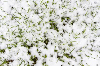 yeşil çimenler karla kaplı