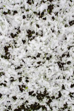 Karların altındaki çimenler