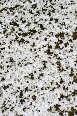 Karların altındaki çimenler