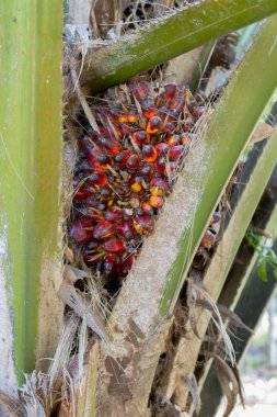 Saç ekimi ve palmiye ağaçlarının, palmiye yağı üretimi
