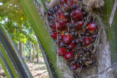 Pam petrol ağaç büyümek