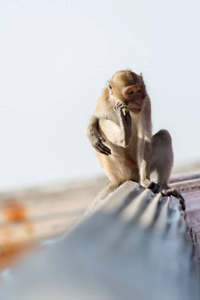 Le singe se gratte lui-même , — Photo