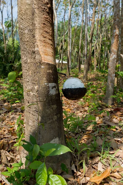 Milky latex extracted from rubber tree (Hevea Brasiliensis) as a source of natural rubber — Stock Photo, Image