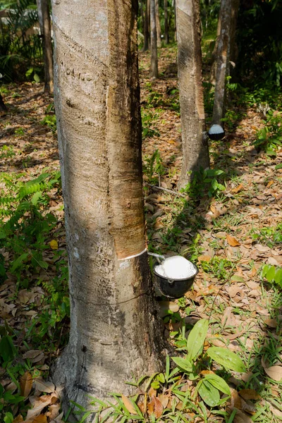 Látex lechoso extraído del árbol de caucho Hevea Brasiliensis como fuente de caucho natural — Foto de Stock