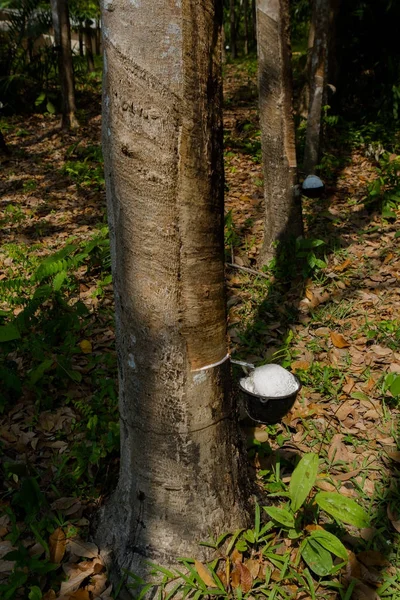 Melkachtig Latex Geëxtraheerd Uit Rubberboom Hevea Brasiliensis Als Een Bron — Stockfoto