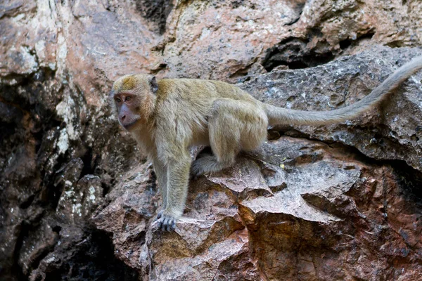 Baby sitting à côté de mère singe — Photo