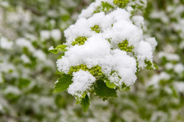 Hóval borított fiatal madár-cseresznye fa levelek. Hó tavaszi zöld levelek. — Stock Fotó
