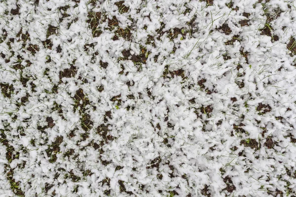 Grass under the snow — Stock Photo, Image