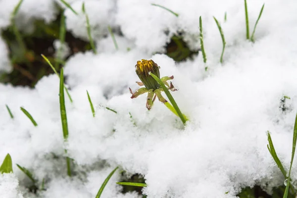 Hierba bajo la nieve — Foto de Stock