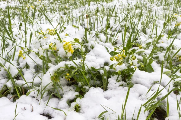Gotas de nieve flores de cocodrilo en la nieve Deshielo — Foto de Stock