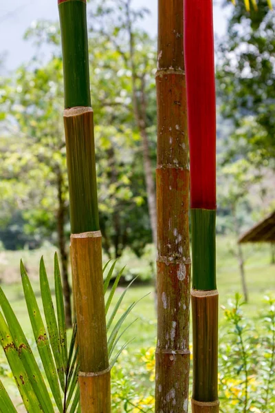 Bamboe schachten in felle kleuren. Closeup — Stockfoto