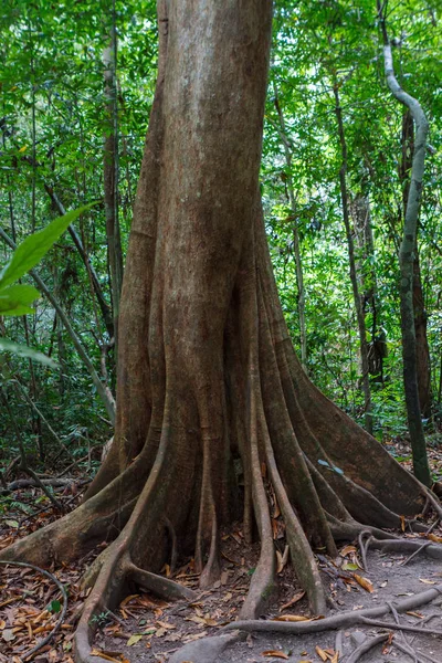 The root of the tree in the green grass. — Stock Photo, Image