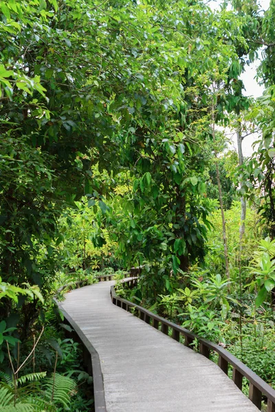 Stairway to jungle, national park, Chiang mai,Thailand — Stock Photo, Image