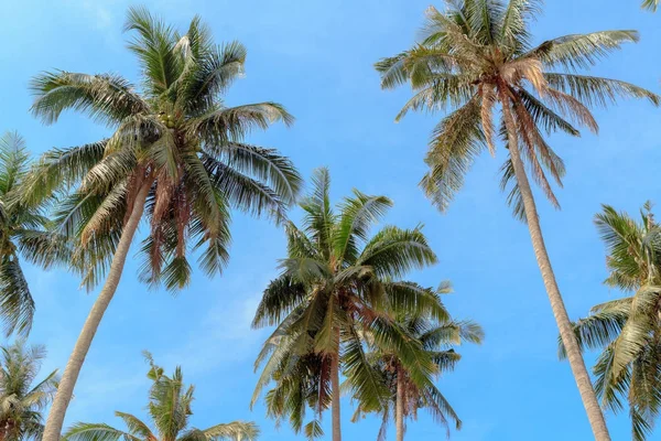 Árbol de coco y cielo azul en Koh Chang Tailandia — Foto de Stock